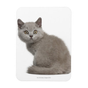 Magnet Flexible Chaton britannique de Shorthair   10 semaines de