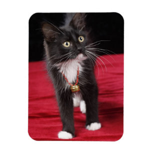 Magnet Flexible Chaton noir et blanc à poils courts, 2 mois 1/2