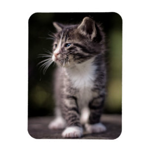 Magnet Flexible Chaton se tenant grand