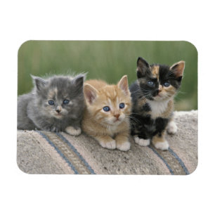 Magnet Flexible Chatons de grange sur une couverture de cheval