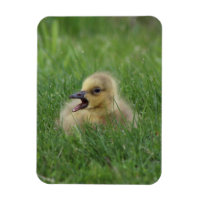 Chauffage à l'oie canadienne