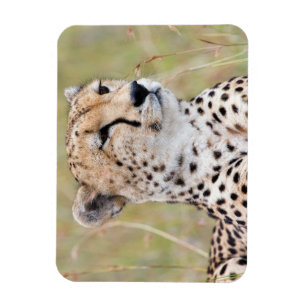 Magnet Flexible Cheetah