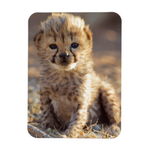 Magnet Flexible Cheetah 19 jours bébé mâle