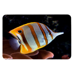 Magnet Flexible Chelmon rostratus