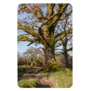 Magnet Flexible Chemin de forêt éclairé menant à un arbre ancien