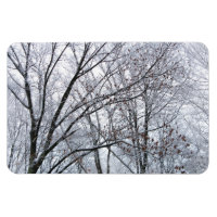 Chêne couvert de neige