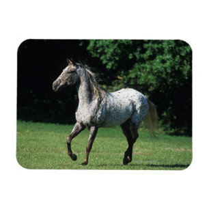 Magnet Flexible Cheval Appaloosa 2