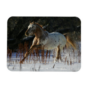 Magnet Flexible Cheval Appaloosa courant dans la neige