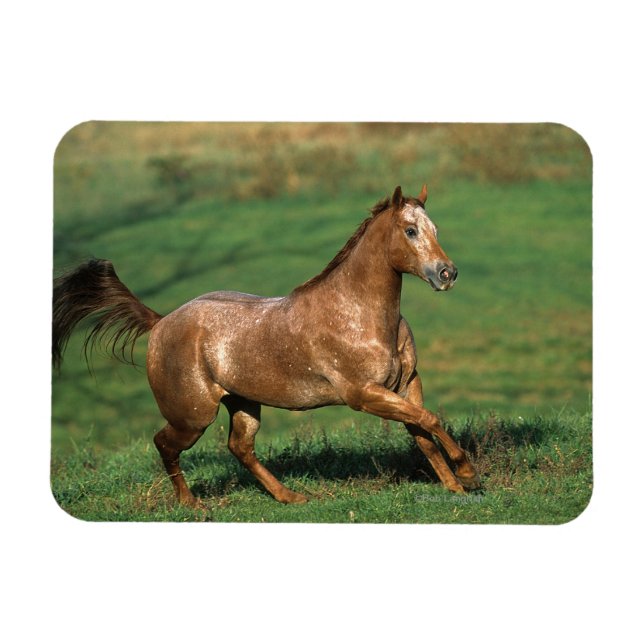 Magnet Flexible Cheval Appaloosa courant dans le champ de Grassy (Horizontal)