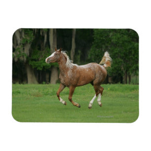 Magnet Flexible Cheval Appaloosa en course