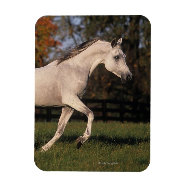 Magnet Flexible Cheval arabe : Automne 2 (Vertical)