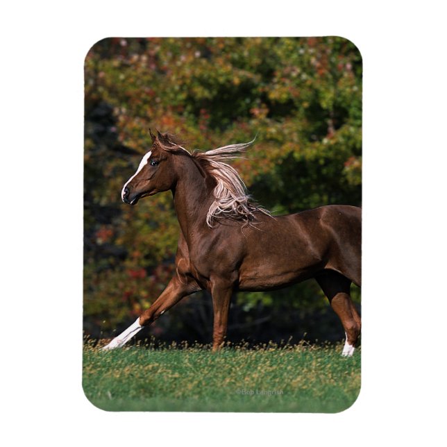 Magnet Flexible Cheval arabe en campagne de graminées (Vertical)
