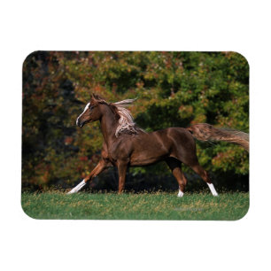Magnet Flexible Cheval arabe en campagne de graminées