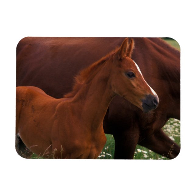 Magnet Flexible Cheval Arabe près de Mère (Horizontal)