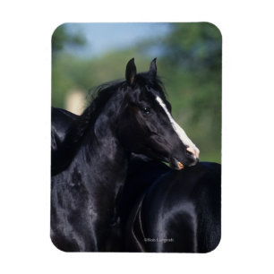 Magnet Flexible Cheval Arabe qui s'écroule