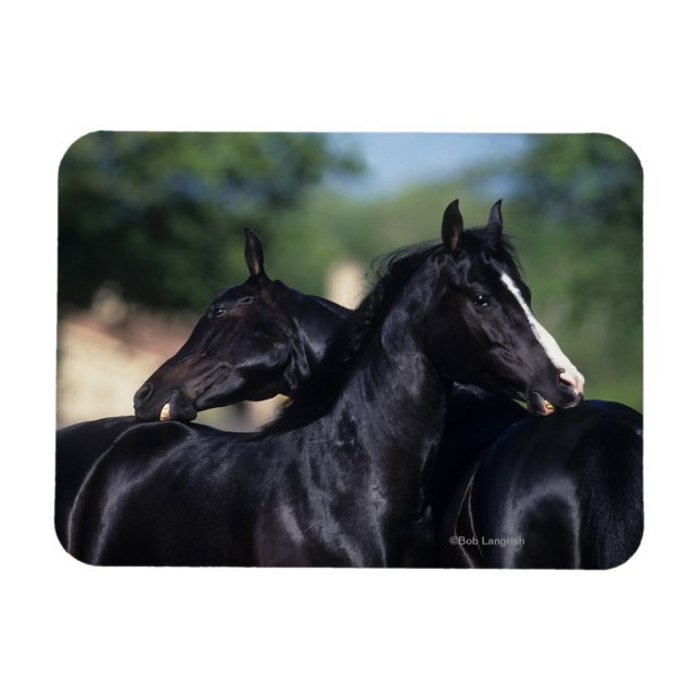 Magnet Flexible Cheval Arabe qui s'écroule (Horizontal)