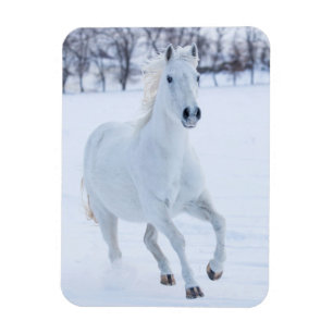 Magnet Flexible Cheval blanc courant dans la neige