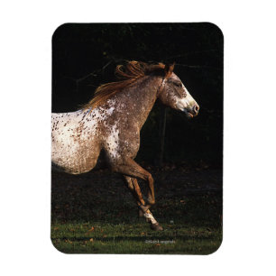 Magnet Flexible Cheval d'Appaloosa courant 4