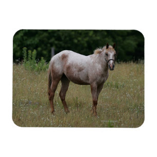 Magnet Flexible Cheval d'Appaloosa se tenant dans l'herbe