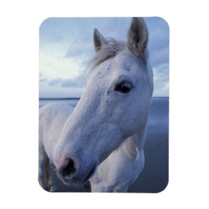 Magnet Flexible Cheval de Camargue