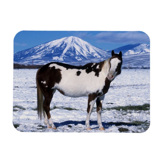 Magnet Flexible Cheval de peinture debout dans la neige (Horizontal)