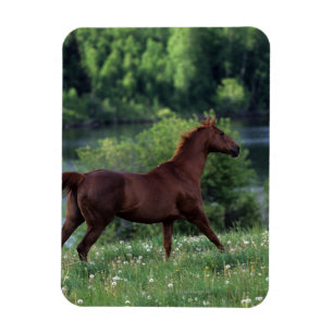 Magnet Flexible Cheval de pur sang se tenant en fleurs