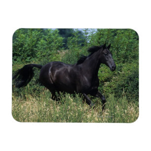 Magnet Flexible Cheval de race Thoroughbred coule dans l'herbe