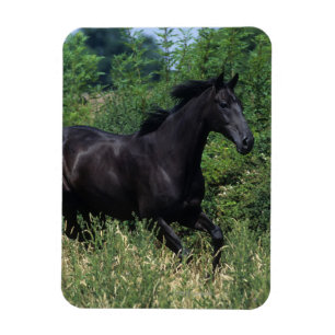 Magnet Flexible Cheval de race Thoroughbred coule dans l'herbe
