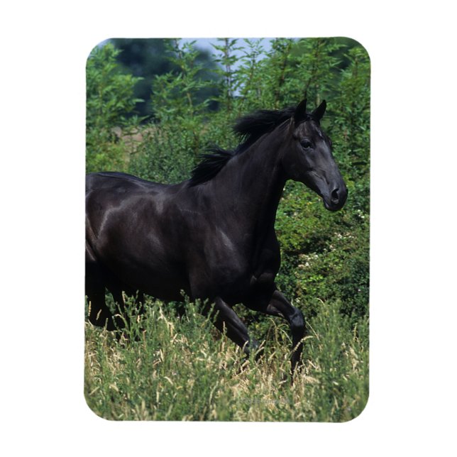 Magnet Flexible Cheval de race Thoroughbred coule dans l'herbe (Vertical)