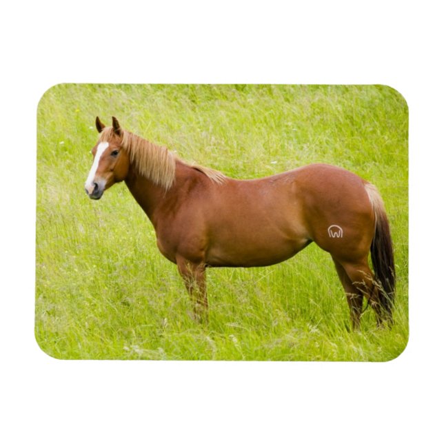 Magnet Flexible Cheval en champ de printemps (Horizontal)