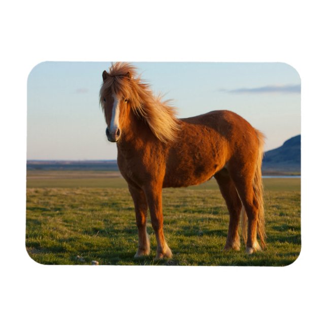 Magnet Flexible Cheval islandais au soleil couchant (Horizontal)