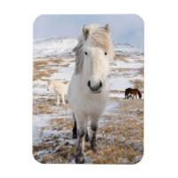 Cheval islandais blanc, Islande