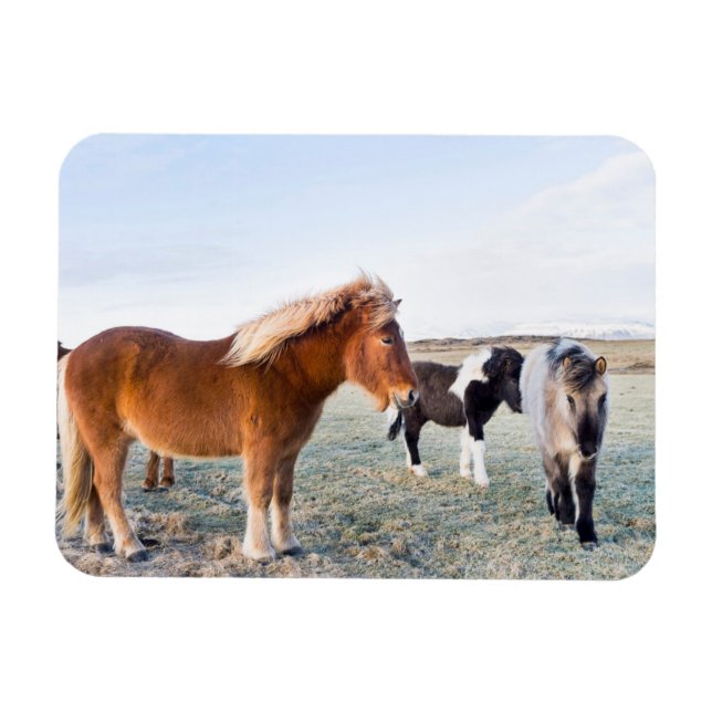 Magnet Flexible Cheval islandais en hiver en Islande (Horizontal)