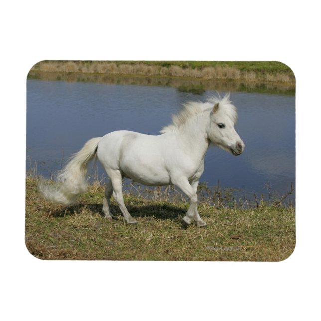 Magnet Flexible Cheval Miniature Courant Près De L'Eau (Horizontal)