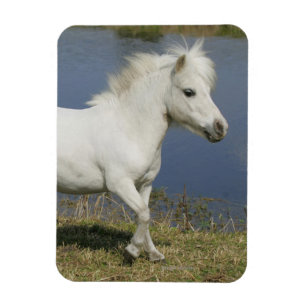 Magnet Flexible Cheval Miniature Courant Près De L'Eau