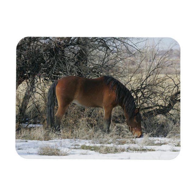 Magnet Flexible Cheval Mustang sauvage dans la neige 1 (Horizontal)