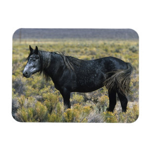 Magnet Flexible Cheval Mustang sauvage dans le désert