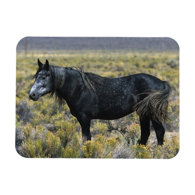 Magnet Flexible Cheval Mustang sauvage dans le désert (Horizontal)