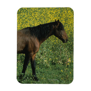 Magnet Flexible Cheval Mustang sauvage debout en fleurs