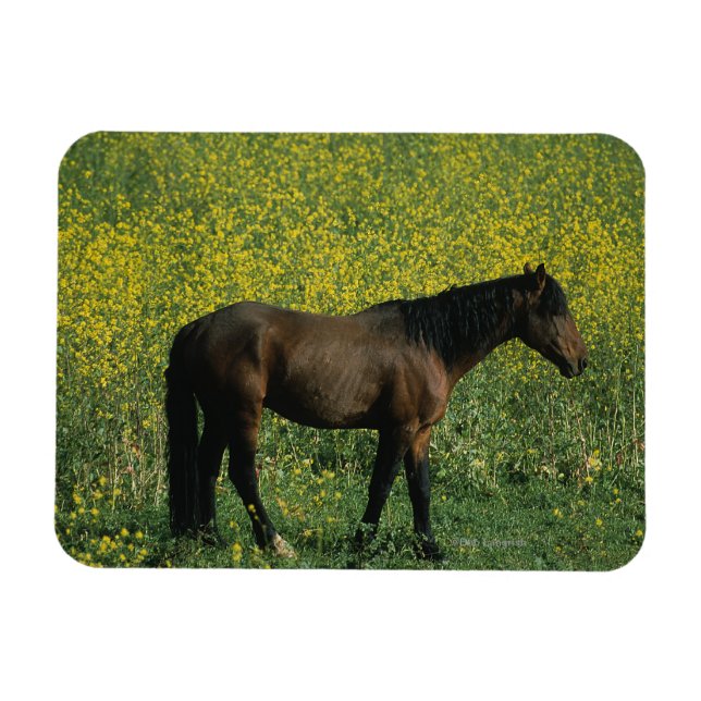Magnet Flexible Cheval Mustang sauvage debout en fleurs (Horizontal)