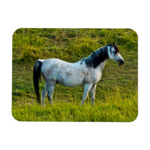 Magnet Flexible cheval Palouse, Colfax, région de Palouse, Washing