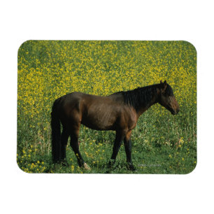Magnet Flexible Cheval sauvage de mustang se tenant en fleurs