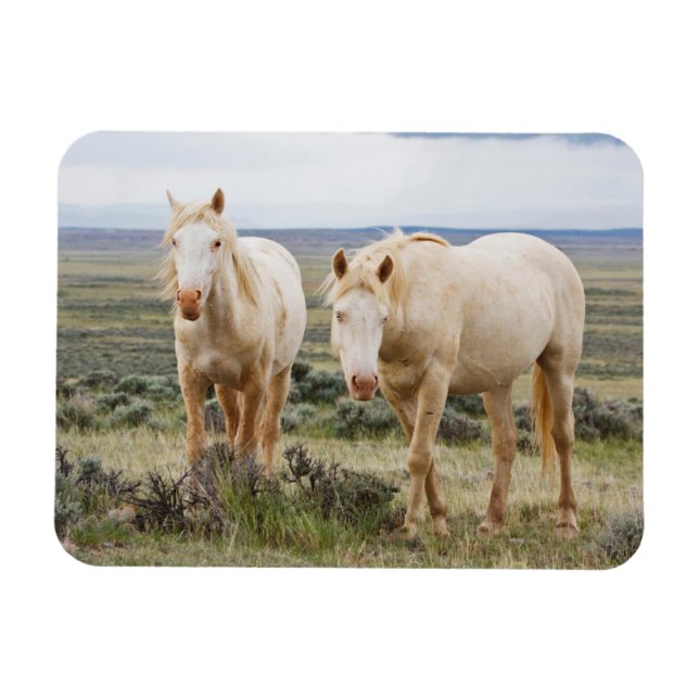 Magnet Flexible Cheval sauvage en itinérance sur le Priaire de Cod (Horizontal)