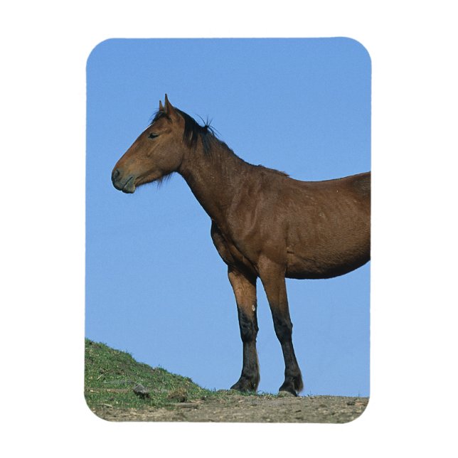 Magnet Flexible Cheval sauvage Mustang (Vertical)