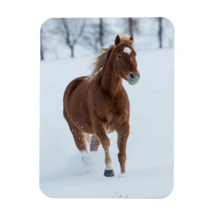 Magnet Flexible Cheval seul courant dans la neige