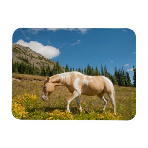 Magnet Flexible Cheval sur les herbes dans une prairie alpine en é