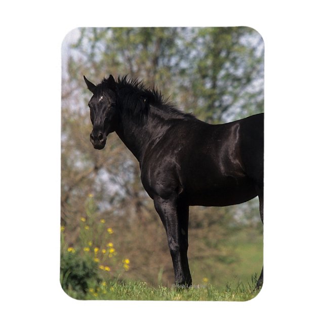 Magnet Flexible Cheval Thoroughbred debout (Vertical)