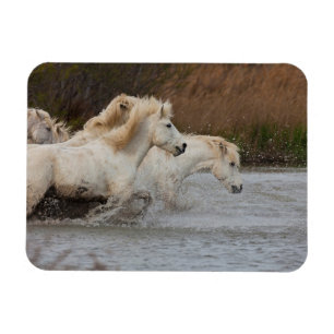 Magnet Flexible Chevaux blancs de Camargue courant dans l'eau