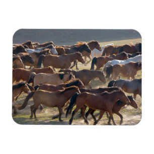 Magnet Flexible Chevaux dans le ranch, Mongolie intérieure, Chine