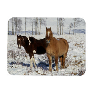 Magnet Flexible Chevaux de peinture dans la neige